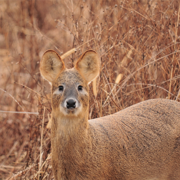 golani