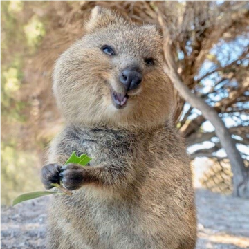 quokka1213