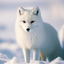 arctic_fox