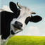 farmer_johns_cow