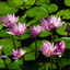 lotusflower99